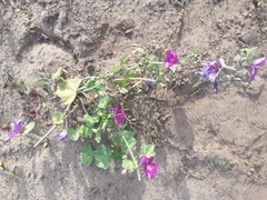Malva sylvestris mauritiana