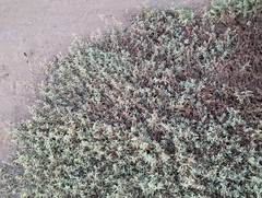 Atriplex semibaccata