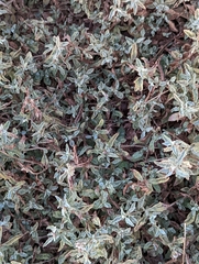 Atriplex semibaccata