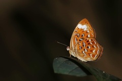 Taxila haquinus