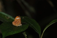 Taxila haquinus