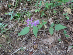 Desmodium cuspidatum