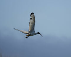 Threskiornis aethiopicus