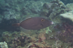 Cantherhines dumerilii