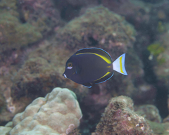 Acanthurus nigricans
