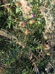Cirsium serrulatum