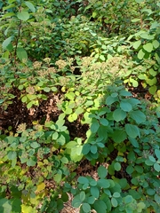 Rumex conglomeratus