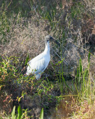 Threskiornis aethiopicus