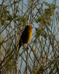 Ploceus capensis