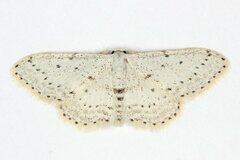 Idaea minuscularia