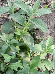 Marrubium peregrinum