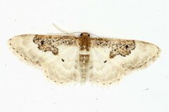 Idaea mustelata
