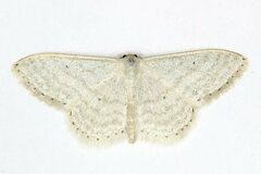 Idaea subsericeata