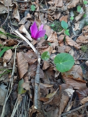 Cyclamen purpurascens