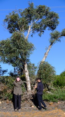 Eucalyptus erythrocorys