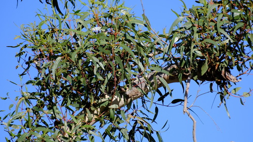 Image of Eucalyptus erythrocorys by (c) Peter Crowcroft, some rights reserved (CC BY)