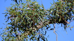 Eucalyptus erythrocorys