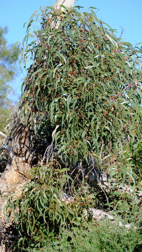 Image of Eucalyptus erythrocorys by (c) Peter Crowcroft, some rights reserved (CC BY)