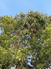 Alouatta seniculus