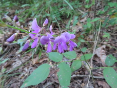 Desmodium cuspidatum