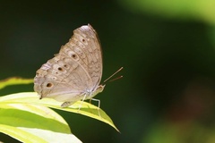 Junonia atlites