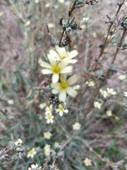 Lactuca viminea