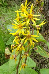 Ligularia subsagittata
