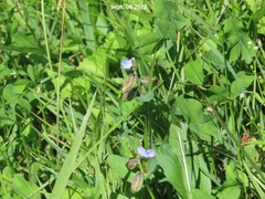 Crotalaria sessiliflora