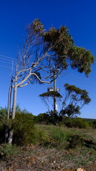 Corymbia citriodora