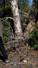 Eucalyptus erythrocorys