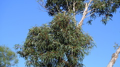 Eucalyptus erythrocorys