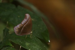 Coelites epiminthia