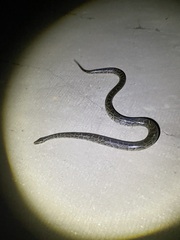 Python bivittatus