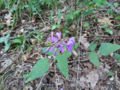 Desmodium cuspidatum