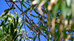 Corymbia citriodora