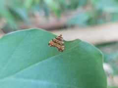 Choreutis amethystodes