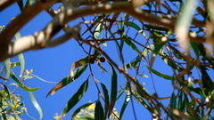 Corymbia citriodora
