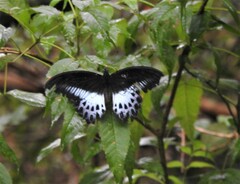 Papilio polymnestor