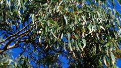 Corymbia citriodora