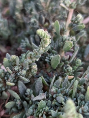Extriplex californica