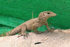 Varanus nebulosus