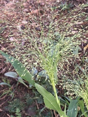 Panicum capillare