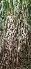 Cortaderia