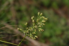 Silene otites