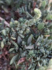 Extriplex californica