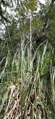 Cortaderia