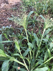 Panicum capillare