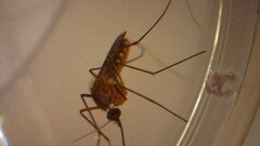 Culex quinquefasciatus