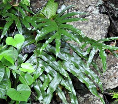 Polypodiopsida