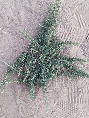 Extriplex californica